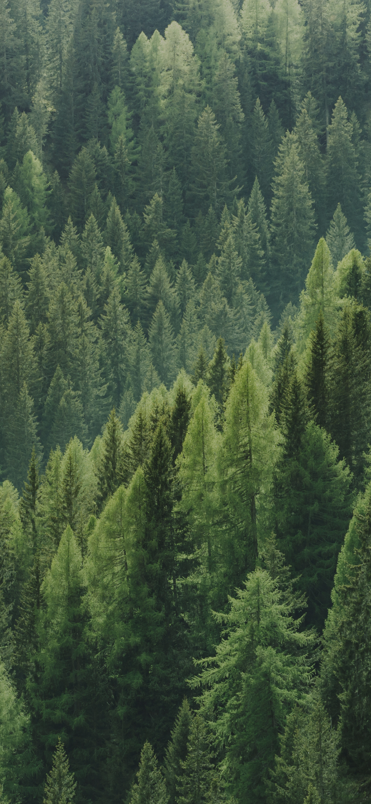 green forest with pine trees  Tree wallpaper iphone, Forest wallpaper  iphone, Tree iphone